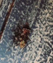 Balboa variabilis