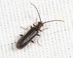 Rhagonycha angulata