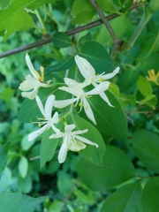 Lonicera