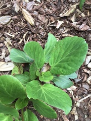 Bergenia