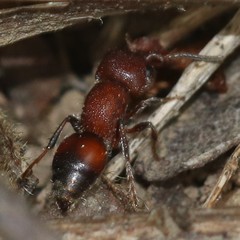 Pseudomethoca frigida