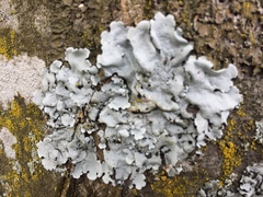 Parmelina tiliacea