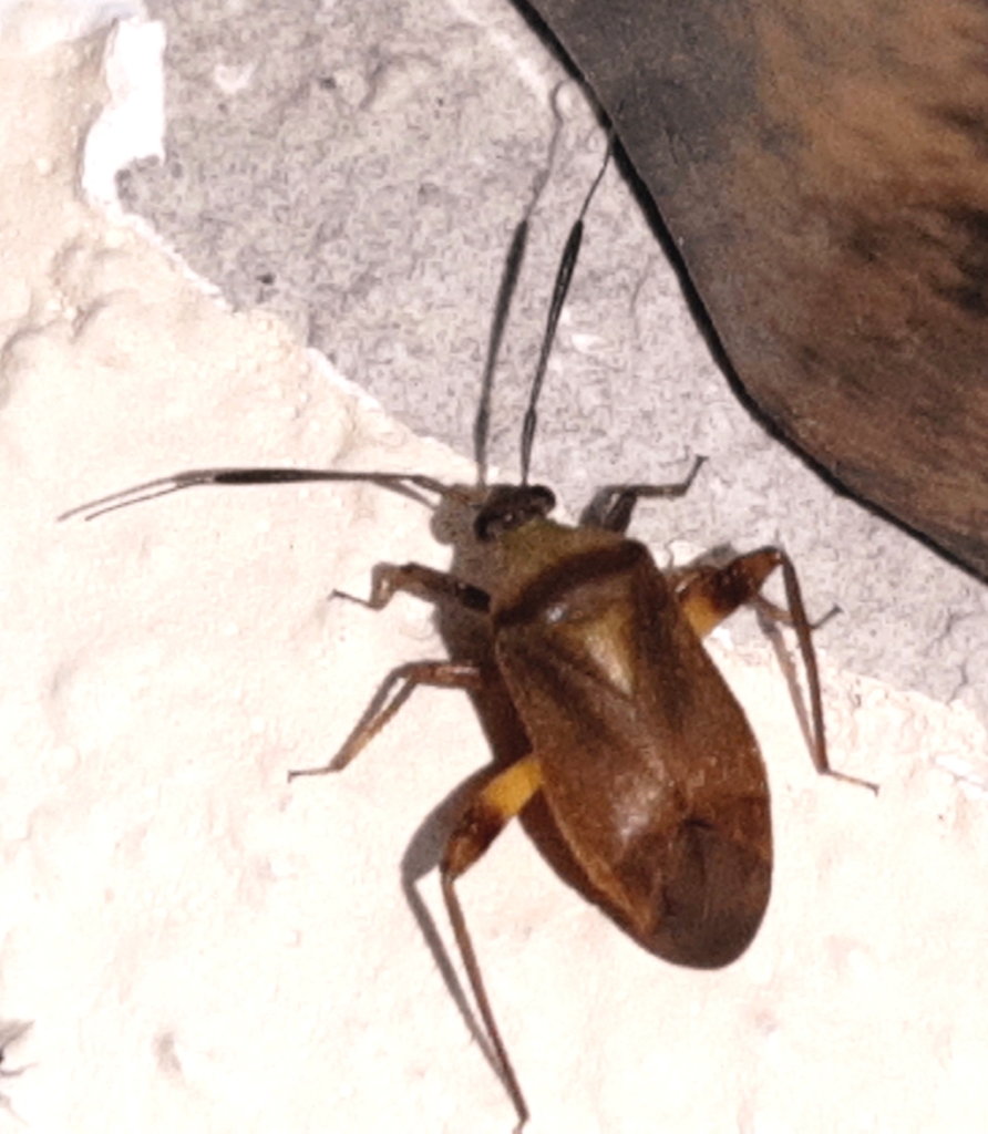 Notholopus lunatus