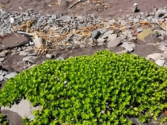 Honckenya peploides major