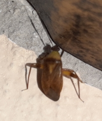 Notholopus lunatus