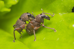 Metapocyrtus adspersus