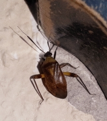 Notholopus lunatus