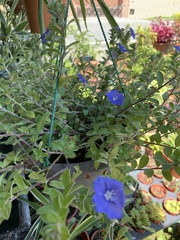 Evolvulus glomeratus