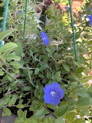 Evolvulus glomeratus