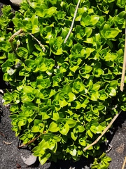 Honckenya peploides major