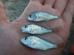 Micropogonias undulatus