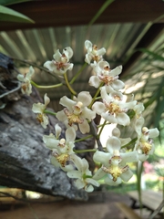 Trichocentrum stramineum