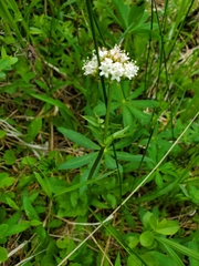 Valeriana californica