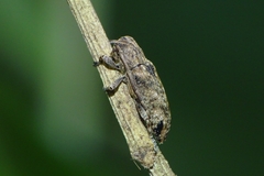 Pterolophia