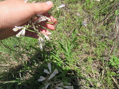 Penstemon pallidus