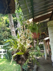 Trichocentrum stramineum