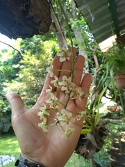 Trichocentrum stramineum