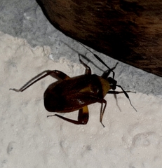 Notholopus lunatus