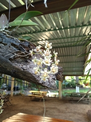 Trichocentrum stramineum