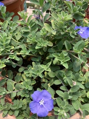 Evolvulus glomeratus