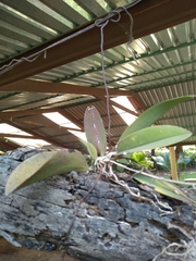 Trichocentrum stramineum