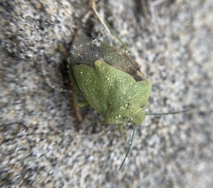 Chlorochroa norlandorum