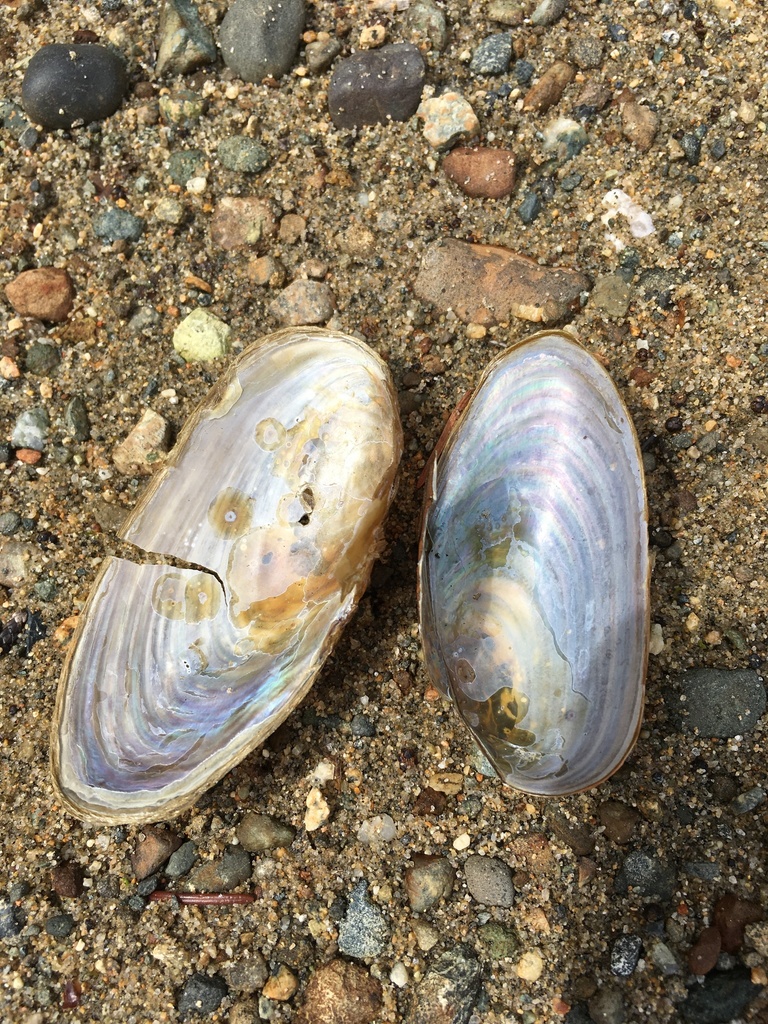 Western Floater