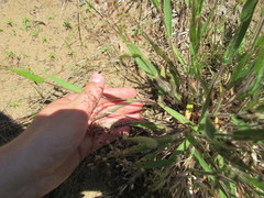 Dichanthelium villosissimum