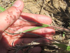 Dichanthelium villosissimum