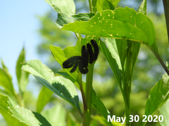 Apareophora forsythiae