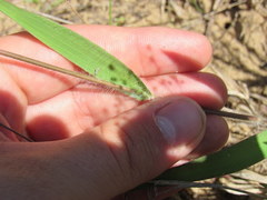 Dichanthelium villosissimum
