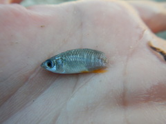 Fundulus xenicus