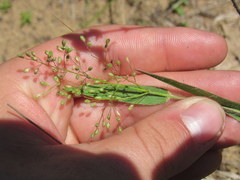 Dichanthelium villosissimum
