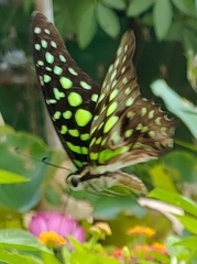 Graphium agamemnon agamemnon