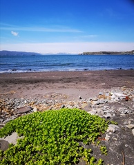 Honckenya peploides major