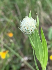 Plectocephalus americanus