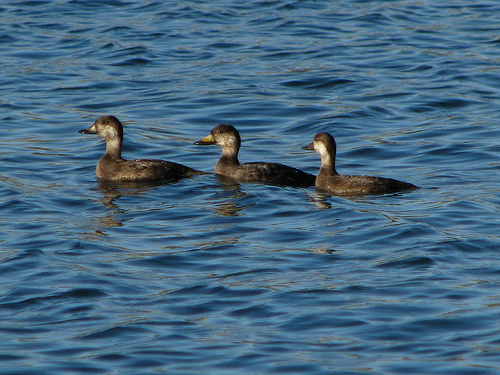 Black Scoter