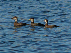 Black Scoter photo 4