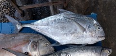 Alectis ciliaris