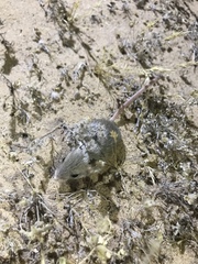 Perognathinae