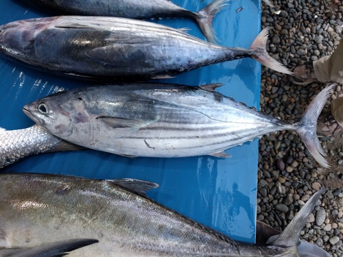 Katsuwonus pelamis
