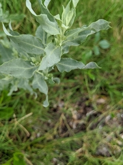 Atriplex pentandra