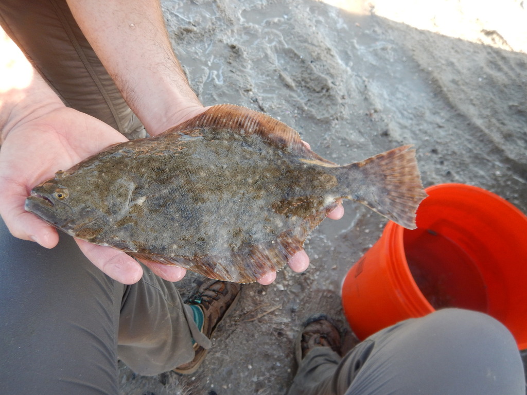 Photo of a Southern Flounder