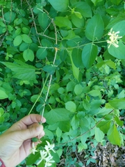 Lonicera