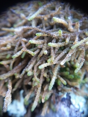 Lembophyllum divulsum