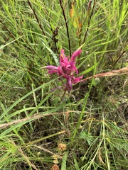 Castilleja purpurea