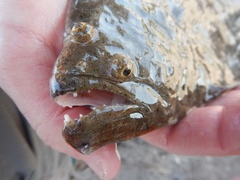 Paralichthys lethostigma