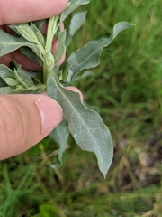 Atriplex pentandra