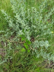 Atriplex pentandra