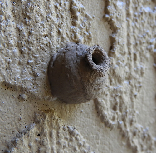 Potter wasp photo 5